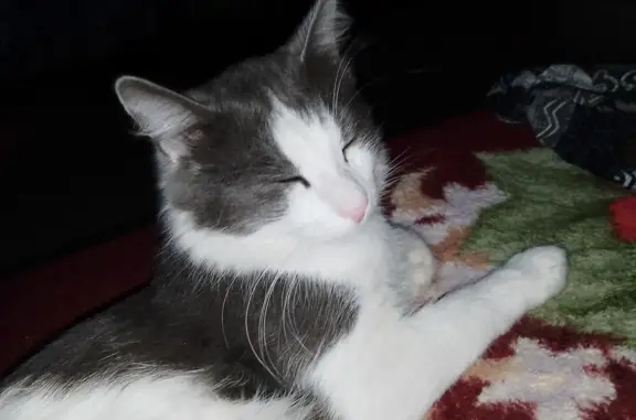 Пропала кошка в Иркутске, бело-серого окраса
