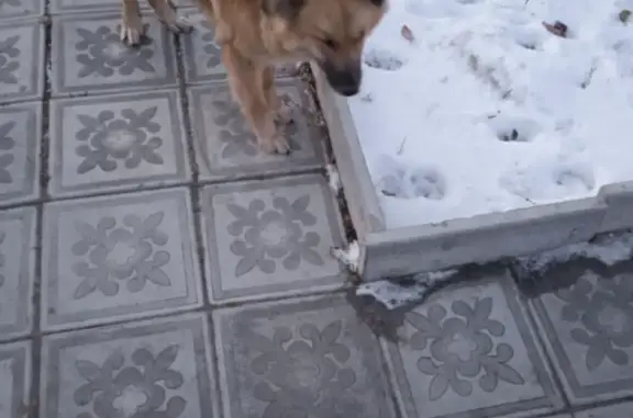 Потерянная собака в Новосибирске, рыжевато-серая, в ошейнике