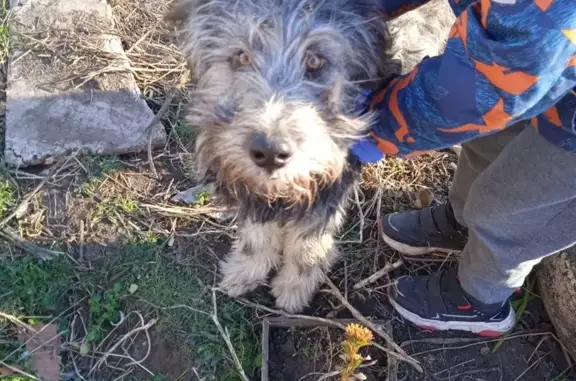 Найдена собака, Доковская ул., Омск
