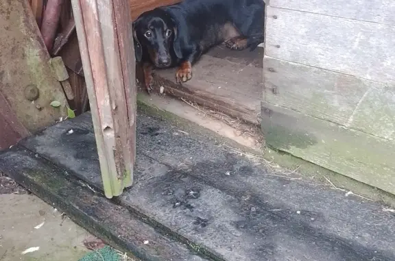 Найдена собака Черная такса без ошейника на Центральной улице
