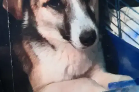 Пропала собака в Солнечногорске, помощь нужна!