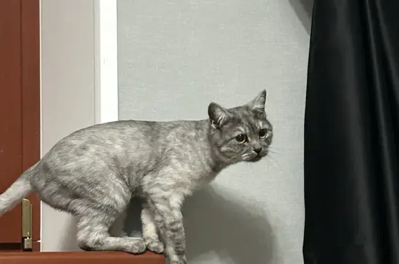 Кошка найдена возле 15 Ханты-Мансийской улицы