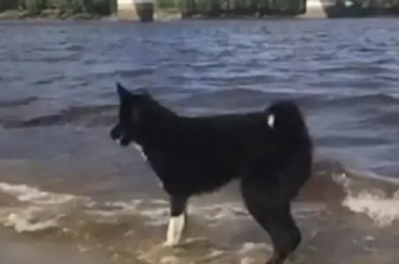 Пропала собака Лайка, озеро Еловое, Тюменская область