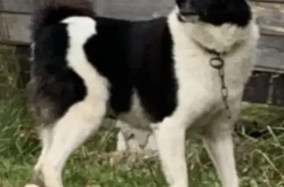 Пропала собака Нора в Тверской области, помогите найти!