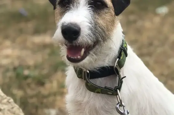 Пропала собака Джек Рассел в Краснодарском крае