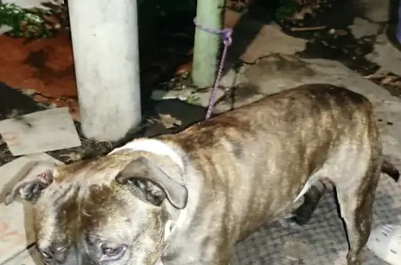 Собака Стаффордширского терьера найдена на ул. Белорусская, 87