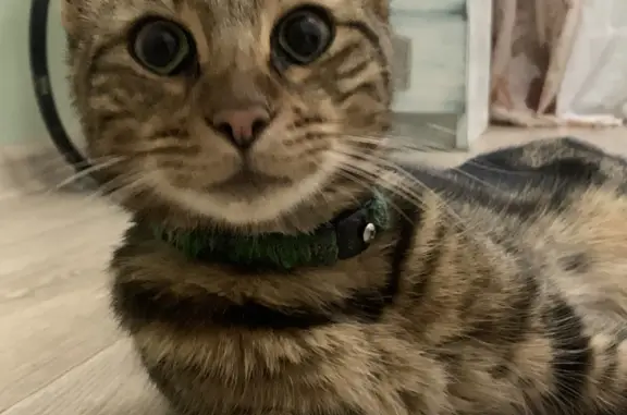 Найдена кошка, Ростов-на-Дону, фото: Найден кот. Северный район, Космонавтов, 34А.