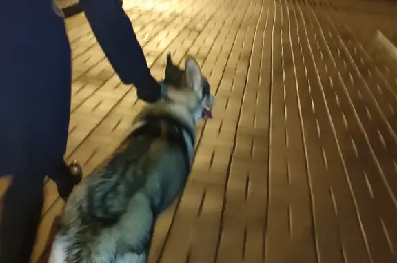 Найден хаски-щенок на Суворовском проспекте