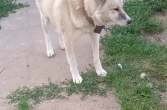 Пропала собака Лайка, Бирюзовая улица, 27, Пермь
