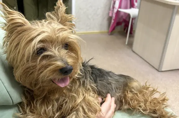 Найденные животные Московская область, фото: Найдена собака возле Зеленограда, МО