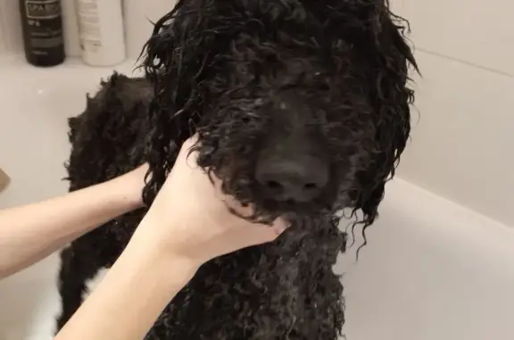 Собака Черный пудель найдена на 8 Марта, Москва