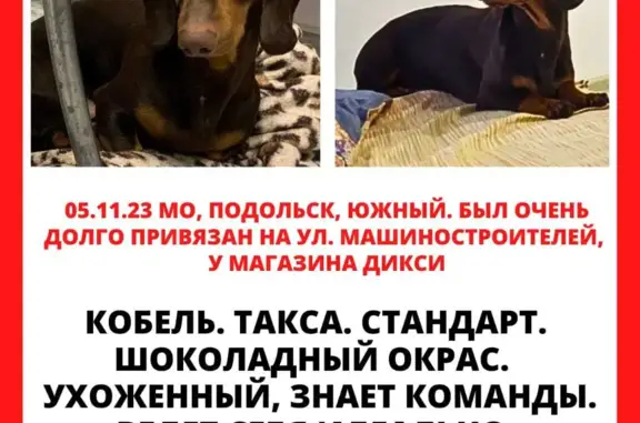 Найдена собака Подольск, ул. Машиностроителей, 18