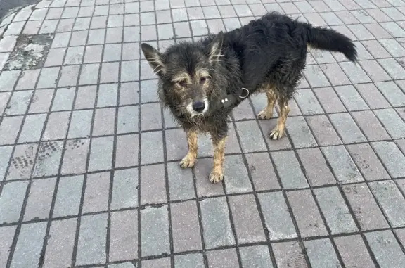 Найдена собака в Ярославле, Б.Октябрьская, 41