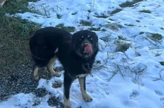 Найдена добрая собака в Челябинской области