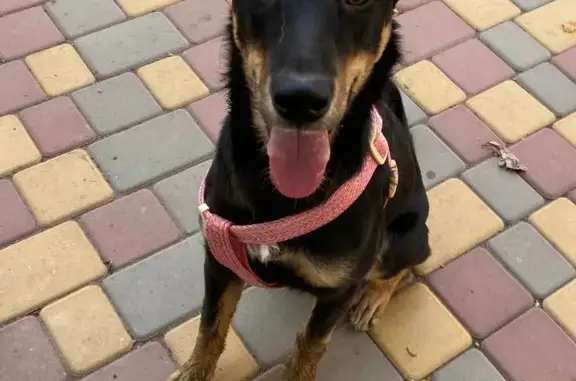 Собаки потеряшки, Волгоград, фото: Потеряшка собака Мия-Лия, ул. 39-й Гвардейской, 18