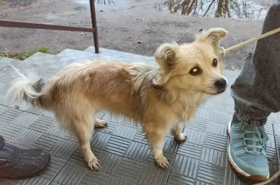 Найдена рыжая собака без опознавательных брелоков, Московская область