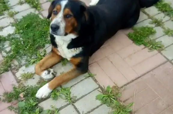 Пропала собака Мальчик в Сергиевом Посаде