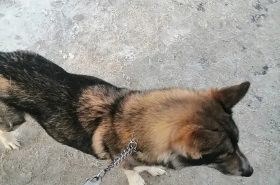 Пропала собака на Стахановской, Пермь