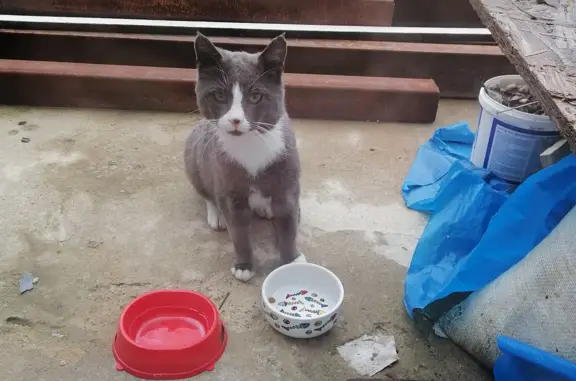Найдена кошка на Парковой ул., 30 к2 с1, Петергоф