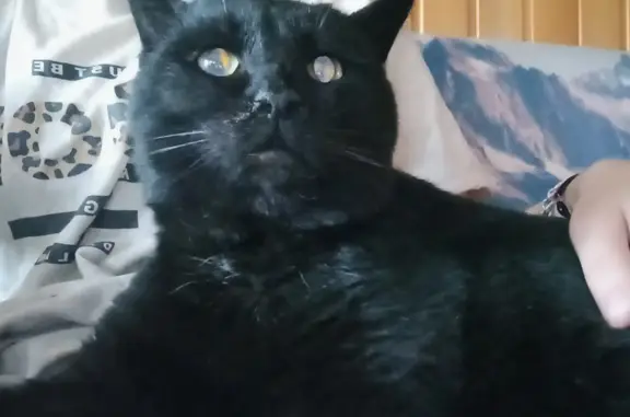 Найден большой чёрный кот с проблемами зубов на ул. Ломоносова