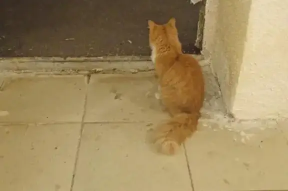 Кошка Мальчик найдена на ул. Блинова Ф. А., 35, Саратов