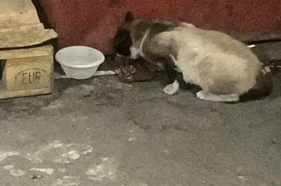 Найдена больная кошка в Лепсари, нужна помощь врача