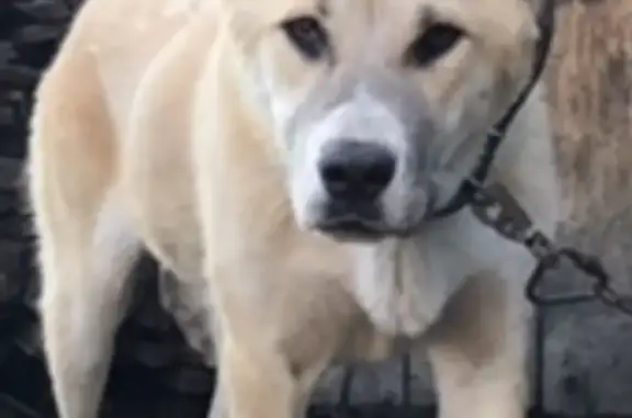 Пропала собака породы Среднеазиатская овчарка в Челябинске