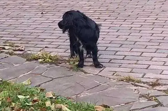 Пропала собака в Головково, Московская область