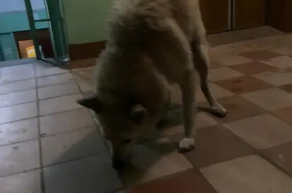Собака Рыженькая ищет хозяина на Воскресенской улице, 6