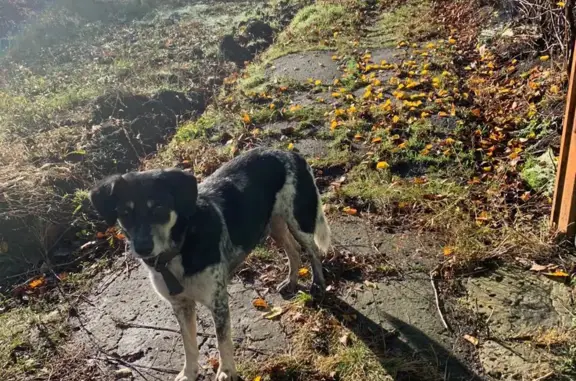Собака Кобель найдена на ул. Шаумяна, Новошахтинск