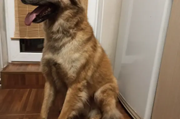Найдена собака: Рыжий кобель на Ботанике, Екатеринбург