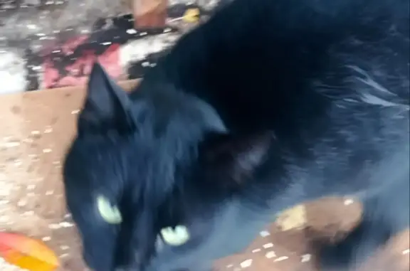Найден черный молодой кот на дачах Танаис, Воронежская обл.