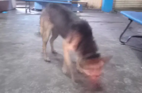 Найдена серая собака в Крымском сельском поселении