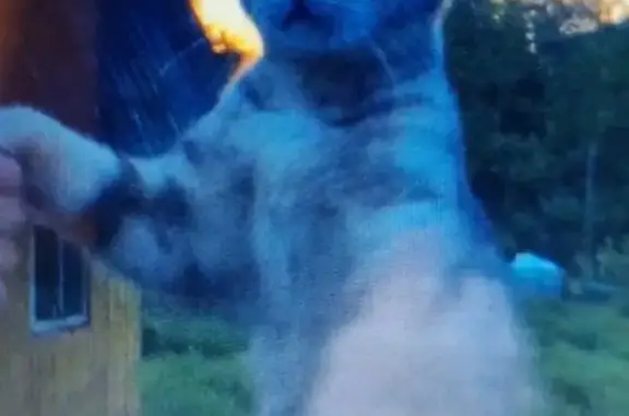 Пропала кошка породы Шотландская вислоухая, окрас серый, кличка Рыська. Остановка Березовая роща, 2019 г.