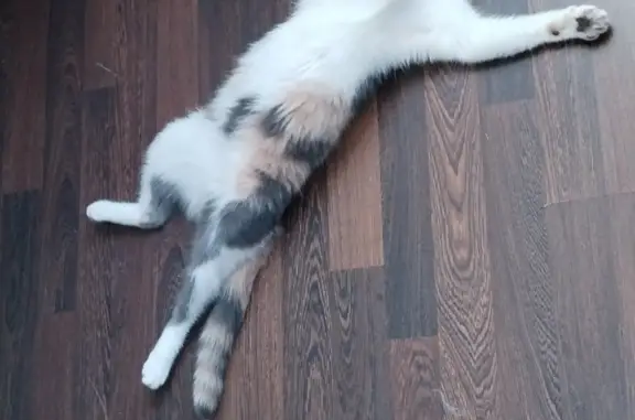 Кошки потеряшки, Санкт-Петербург, фото: Потеряшка трёхцветная кошка на ул. Подвойского, 35 к1 литП, Санкт-Петербург