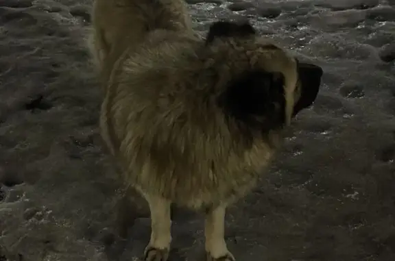 Найдена породистая собака на Московской улице, 46, Екатеринбург