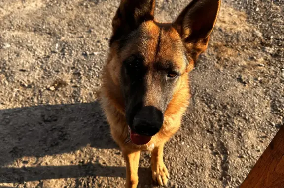 Пропала собака Овчарка немецкая в Одинцово