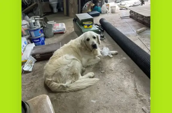 Пропала собака Золотистый ретривер Рей, Улан-Удэ