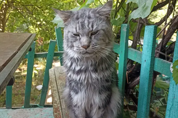 Пропала кошка на Братской улице, 1, Казань