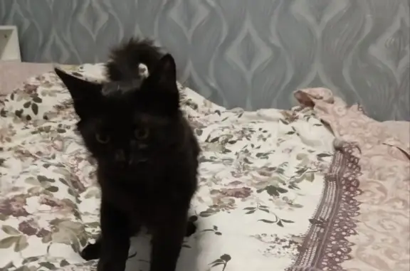 Найден чёрный котик на Степной улице, 57