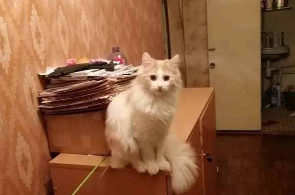 Пропал персиково-белый кот, Нерощино