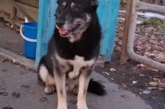Найден пёс на улице Викулова, Екатеринбург