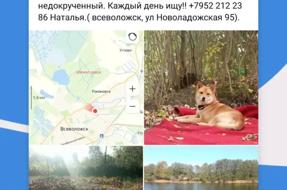 Пропала собака Фокс, рыжий сиба-ину, Романовское, Ленинградская область
