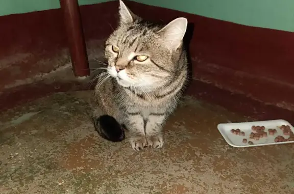 Потерянная кошка на ул. Ворошилова, Рыбинск