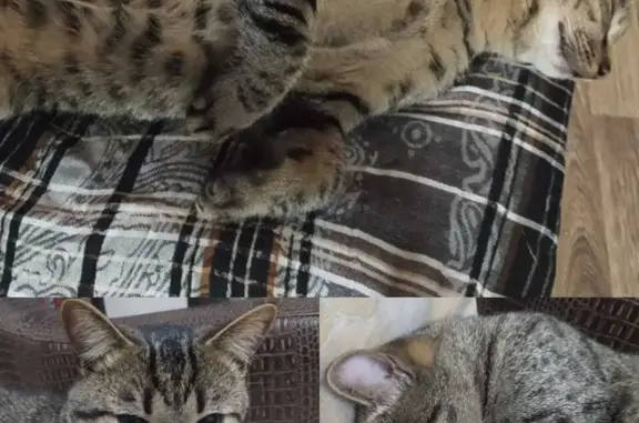 Пропала кошка Кот 8 месяцев в пос Песочный