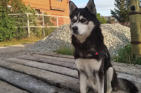 Пропала собака: пёс хаски, Челябинская область