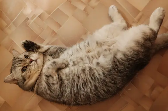 Кошки потеряшки, Липецк, фото: Потеряшка кошка на Московской улице, 9, Липецк