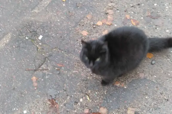 Найдена кошка на улице Великого Новгорода