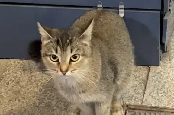 Найдена кошка в Солнечногорске, у ТРЦ Сенеж