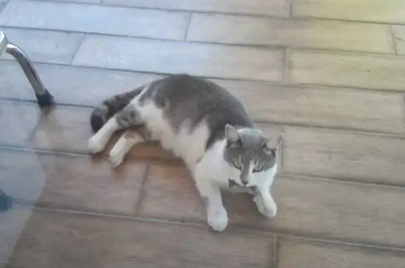 Пропала кошка на Дмитровском шоссе, Москва